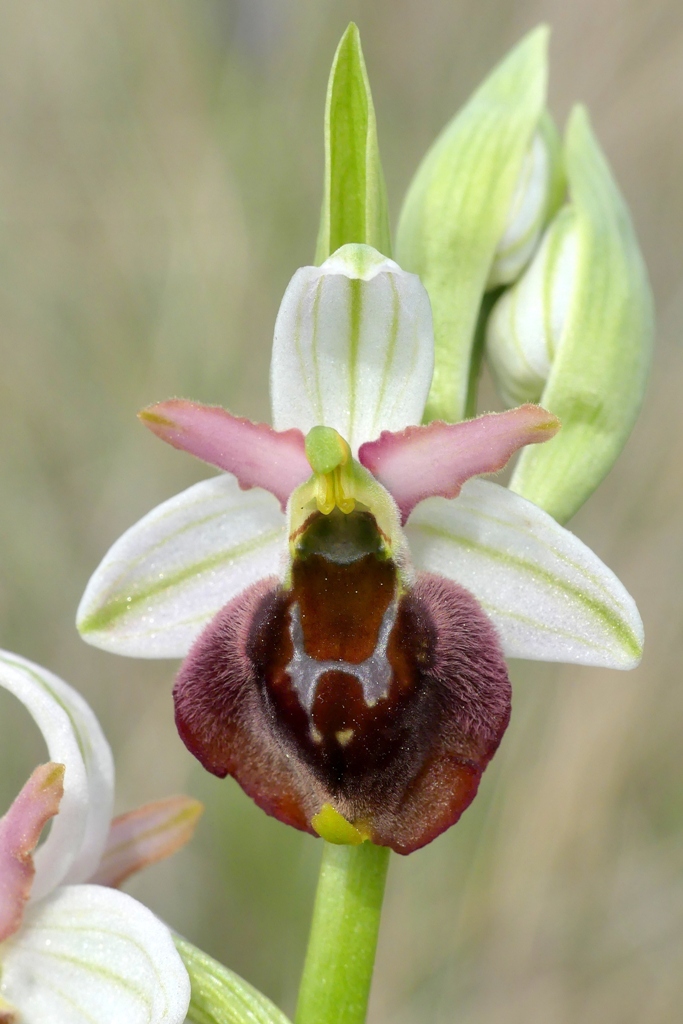 Ophrys crabronifera e la sua variabilit in alcune zone di Lazio e Abruzzo primavera 2018